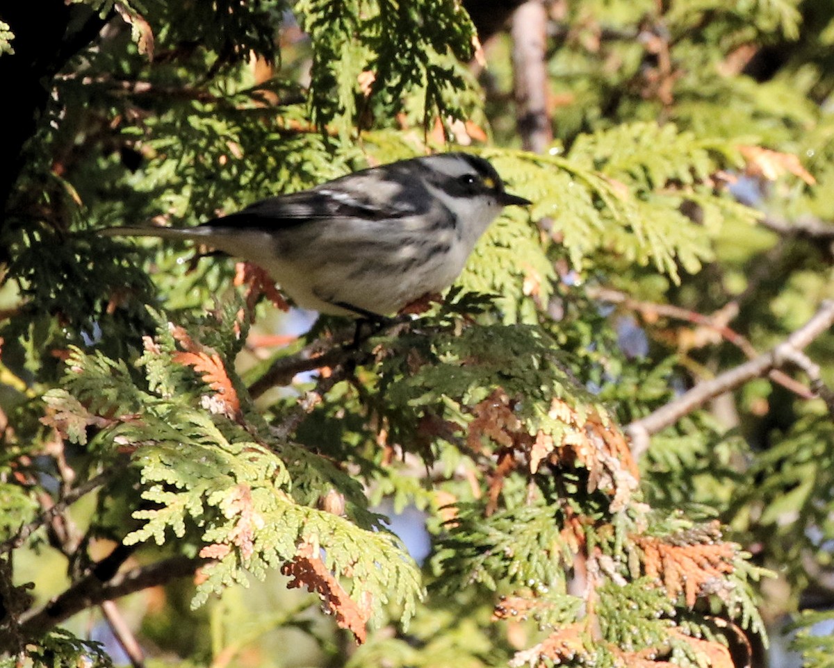 Black-throated Gray Warbler - ML645807041