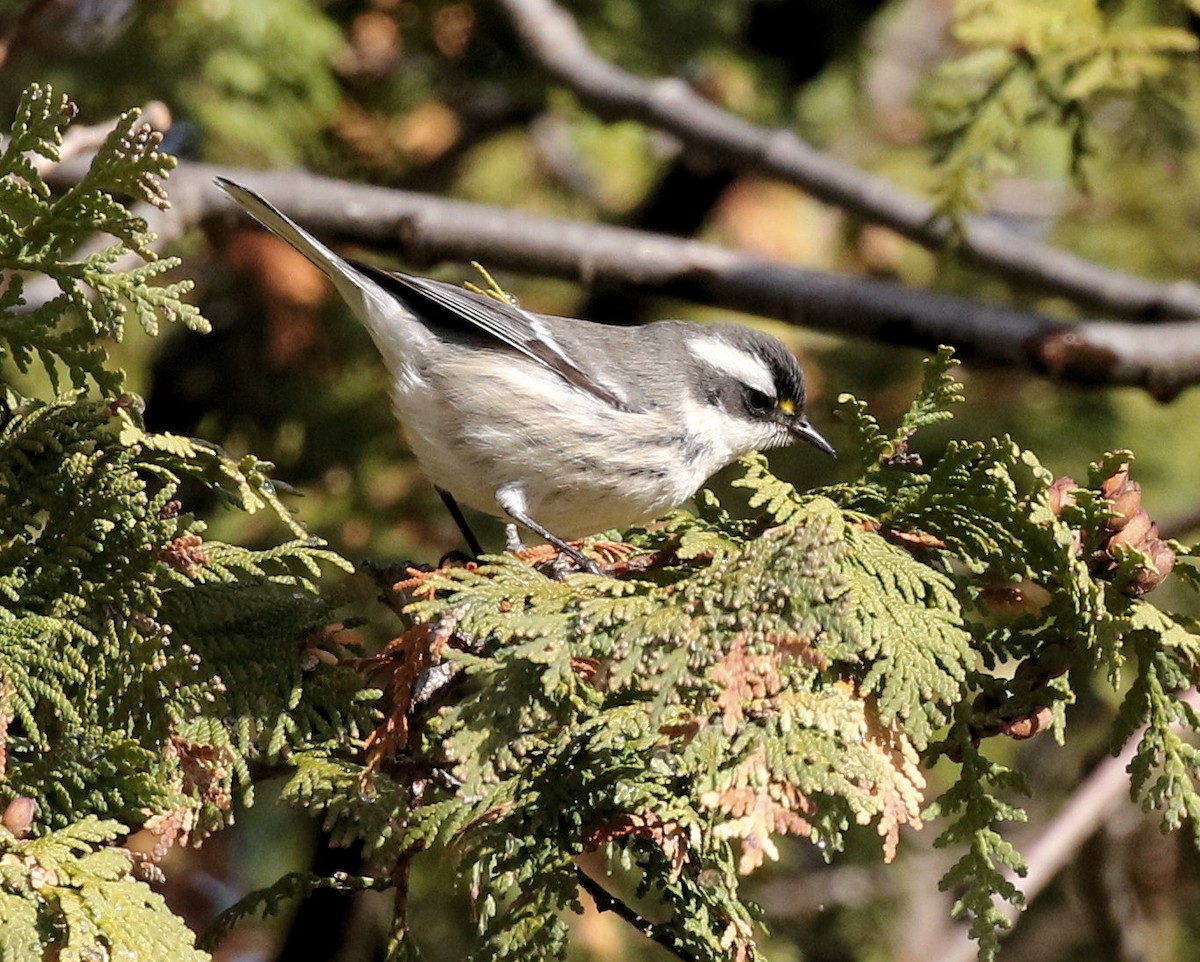 Black-throated Gray Warbler - ML645807042