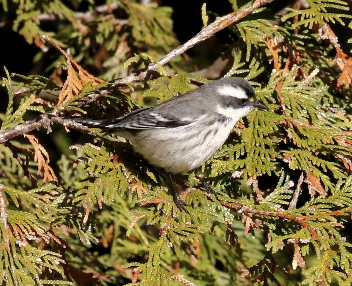 Black-throated Gray Warbler - ML645807043