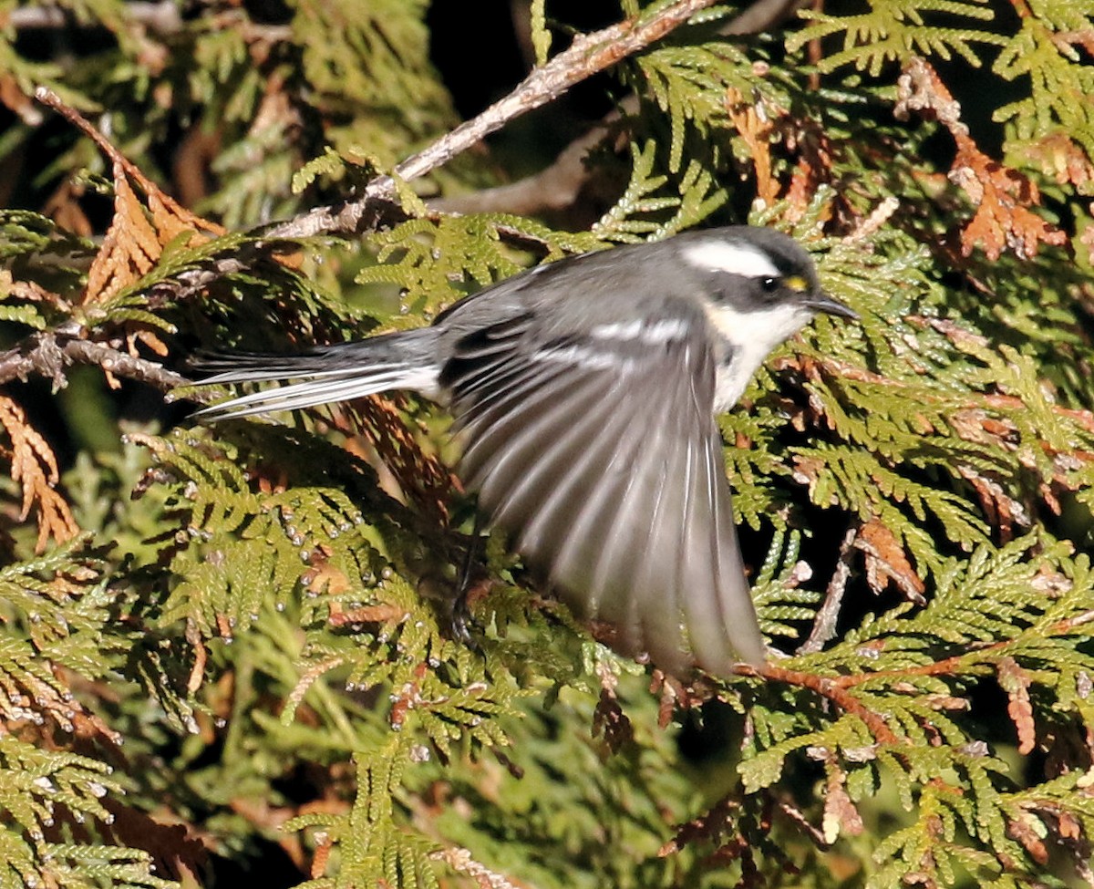 Black-throated Gray Warbler - ML645807044