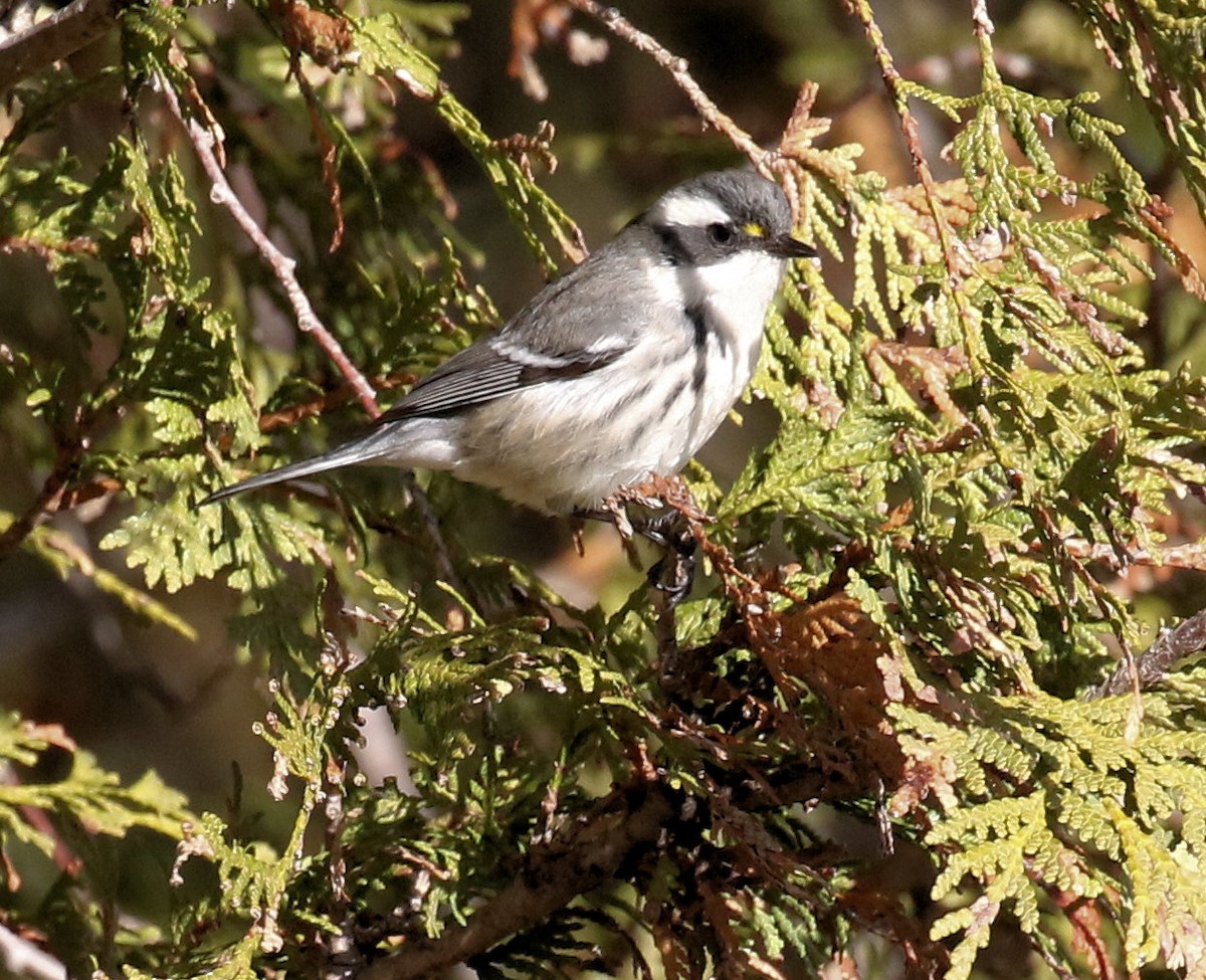 Black-throated Gray Warbler - ML645807045