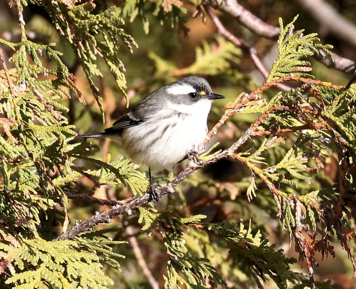 Black-throated Gray Warbler - ML645807046