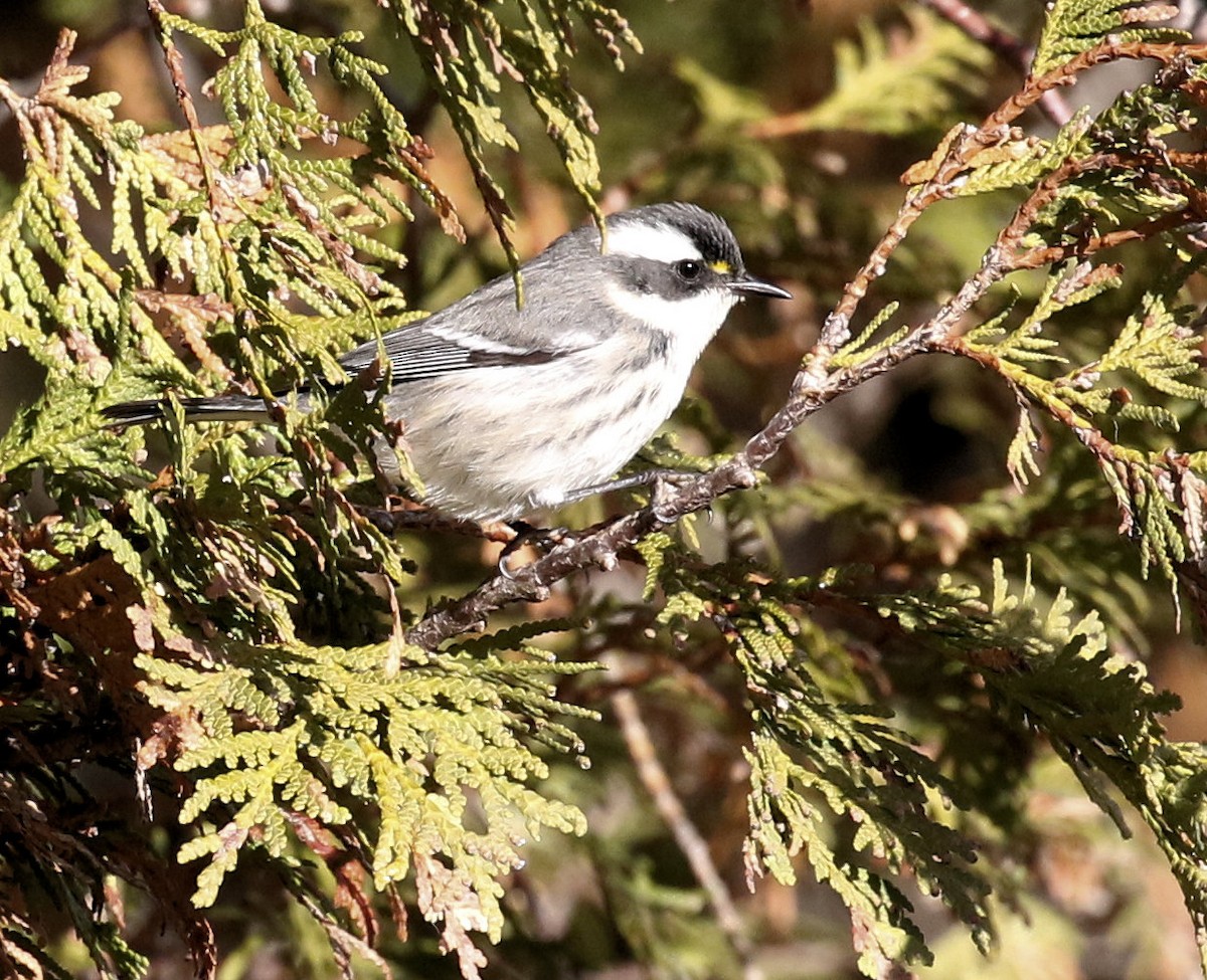 Black-throated Gray Warbler - ML645807047
