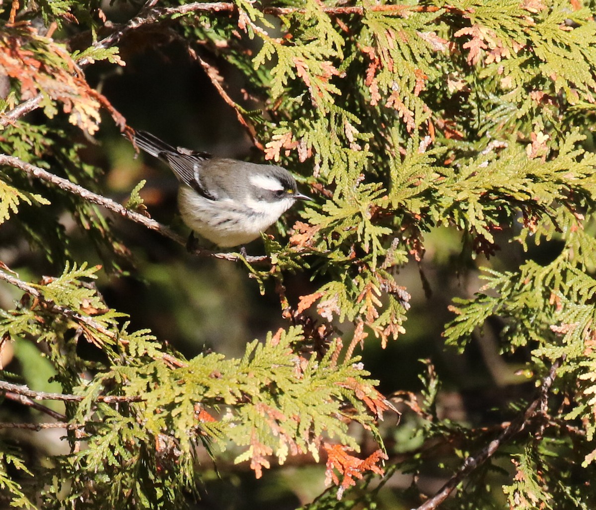Black-throated Gray Warbler - ML645807048