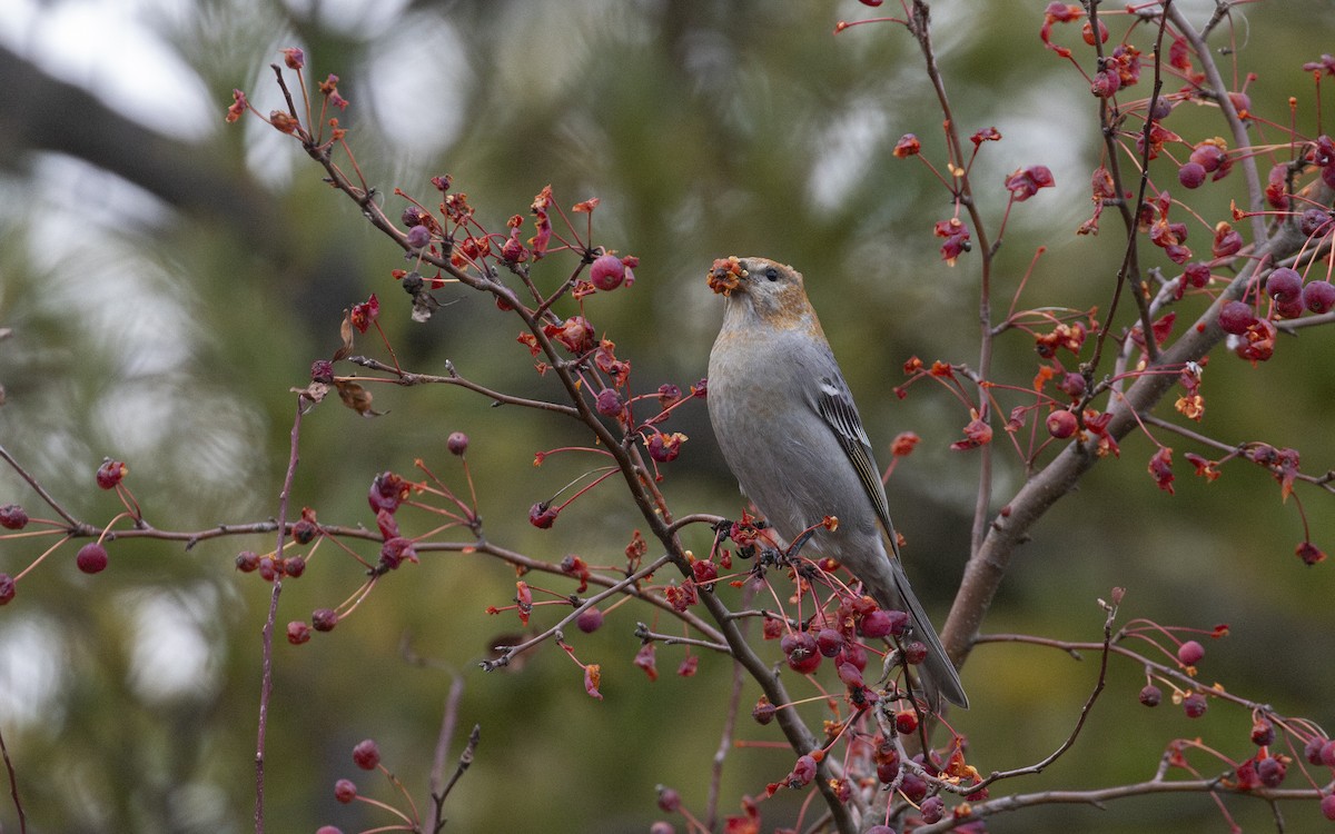 Pine Grosbeak - ML645807053