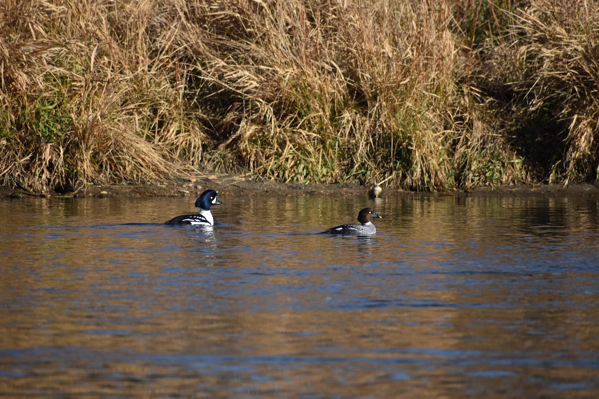 Murgilari islandiarra - ML645807058