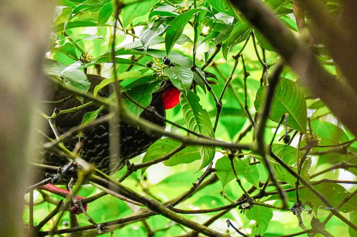 Baudo Guan - ML645807059