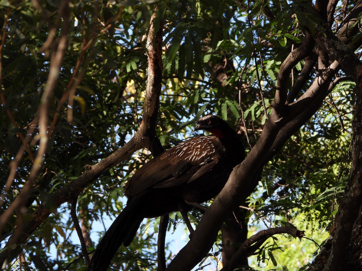 Yungasguan - ML645807063