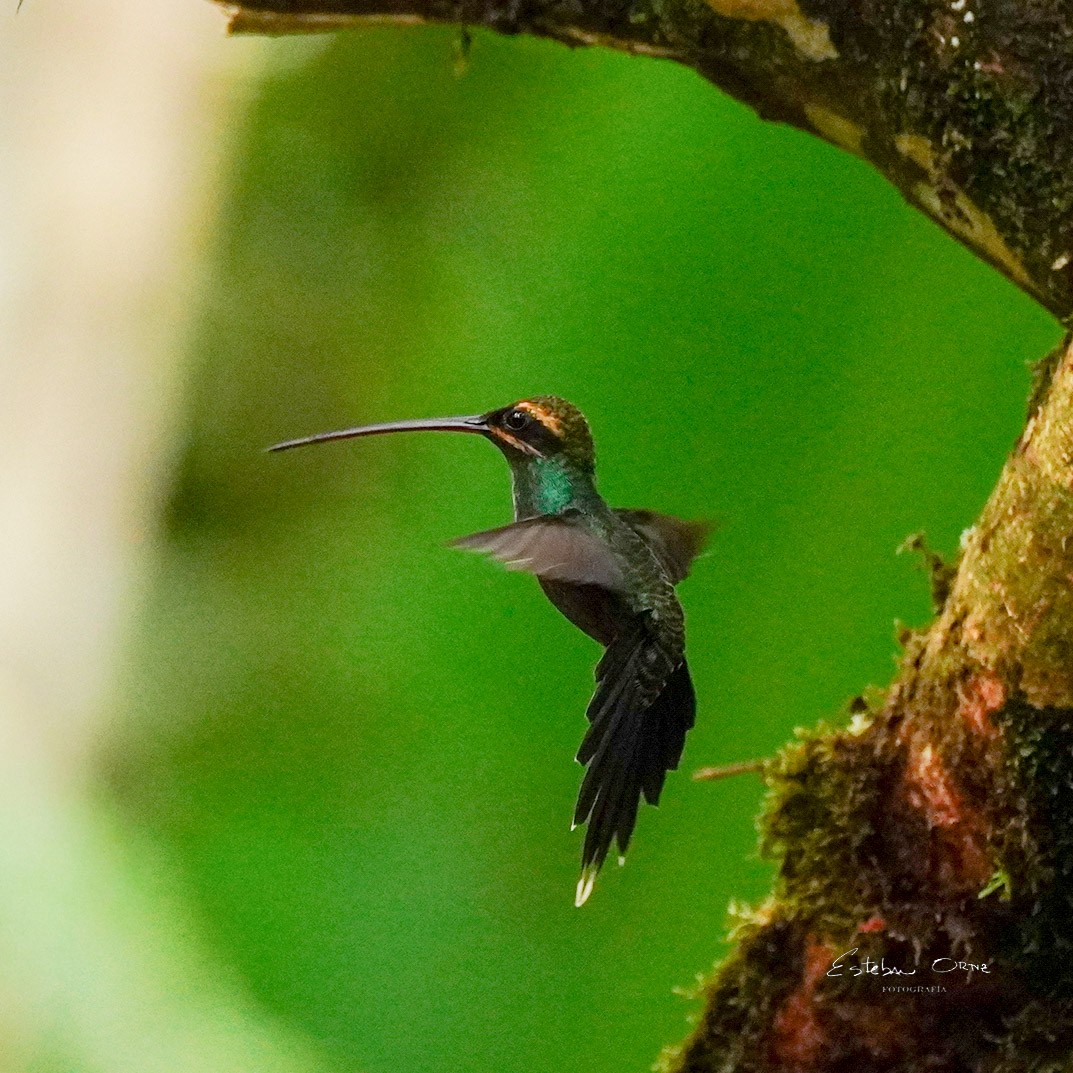 White-whiskered Hermit - ML645807081