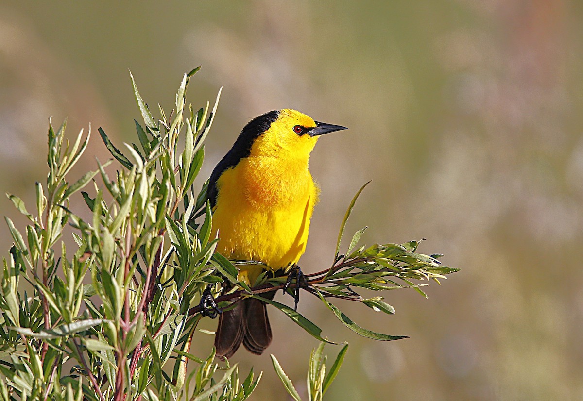 Saffron-cowled Blackbird - ML645807083