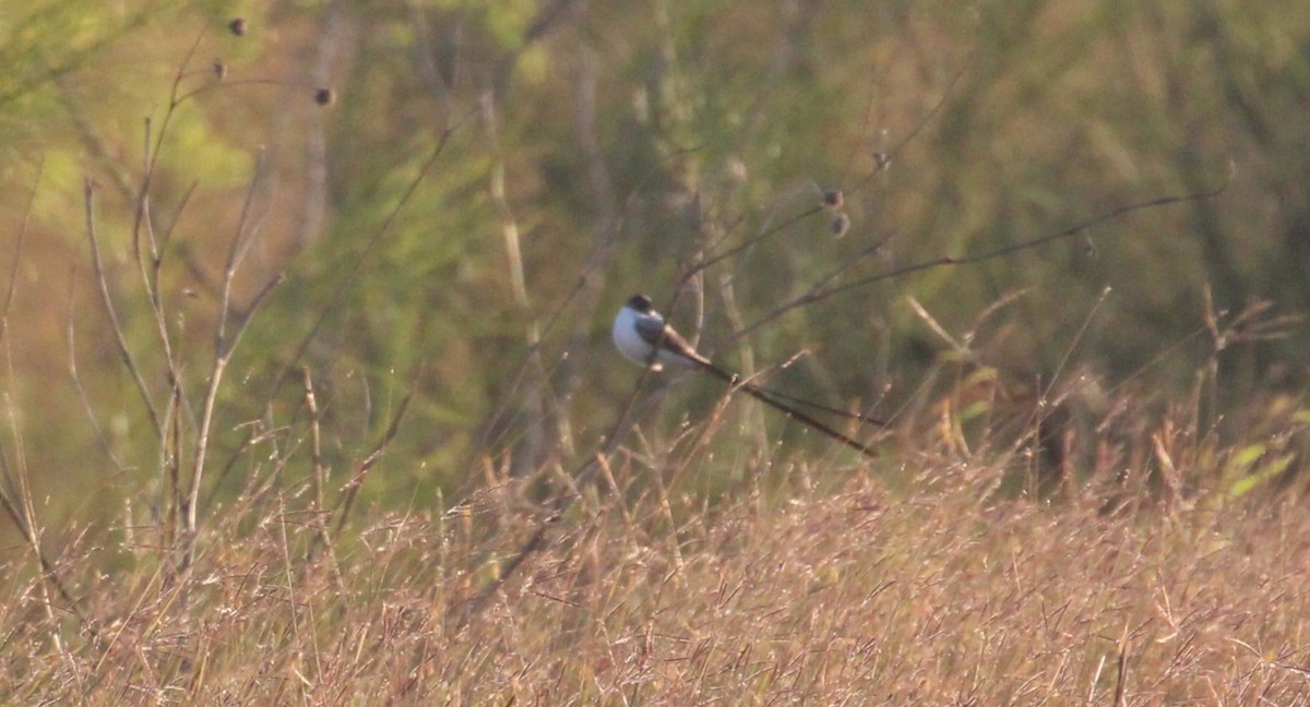 Fork-tailed Flycatcher - ML645807084