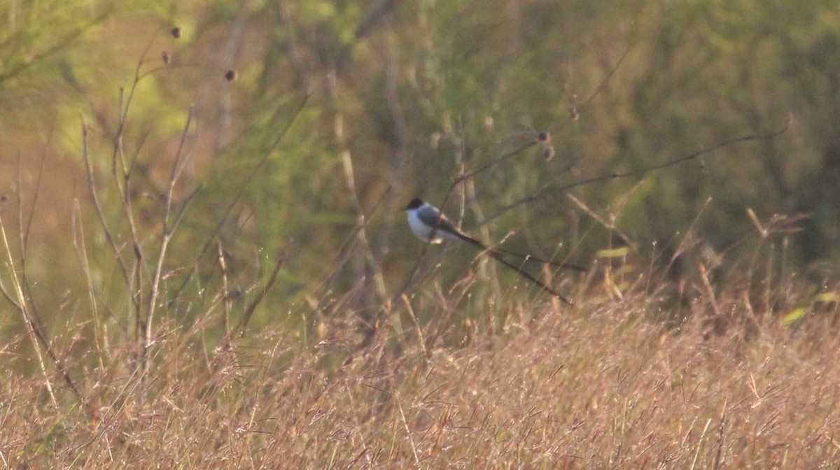 Fork-tailed Flycatcher - ML645807085