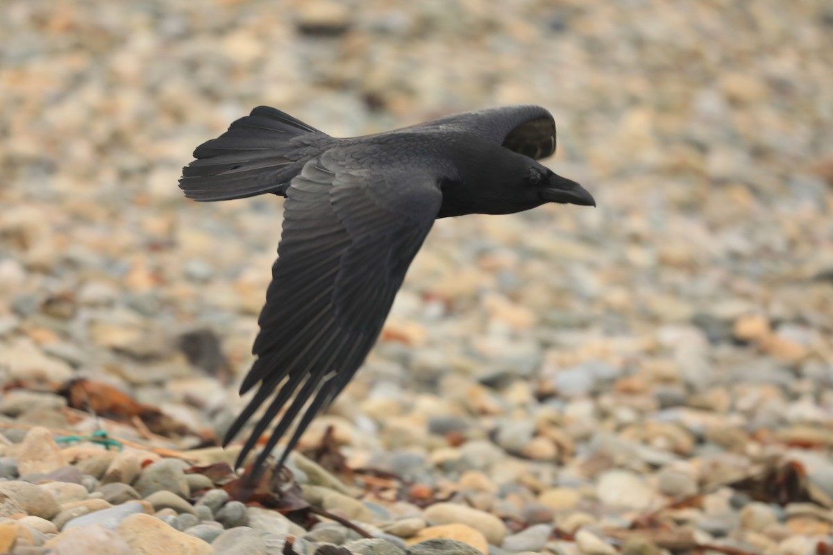 Corvo imperiale - ML645807088