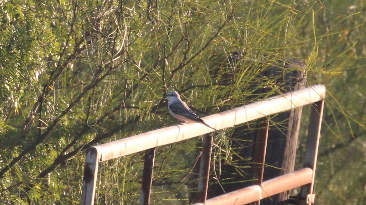 Scissor-tailed Flycatcher - ML645807092