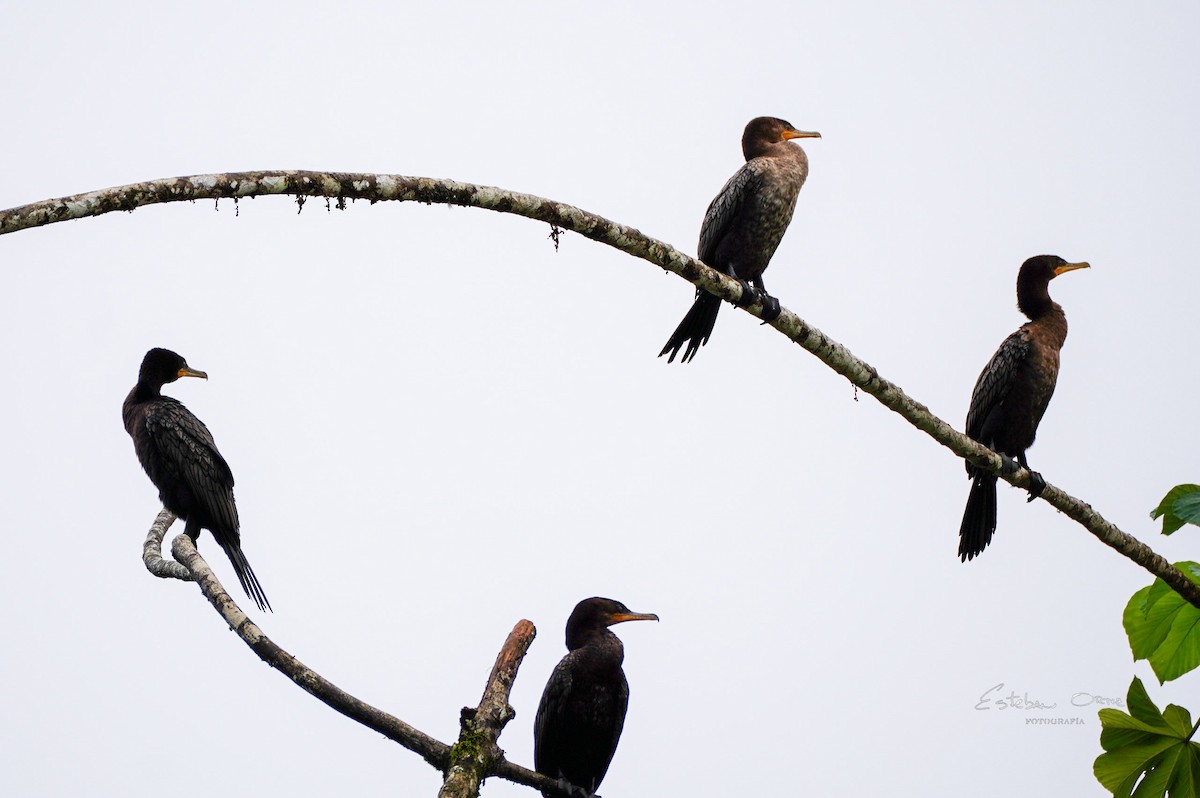 Neotropic Cormorant - ML645807098