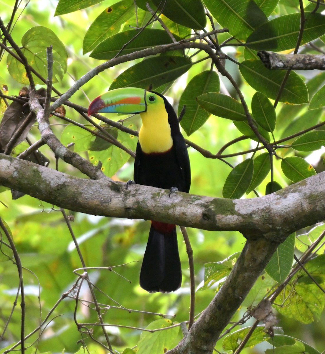 Радужный тукан - ML645807101