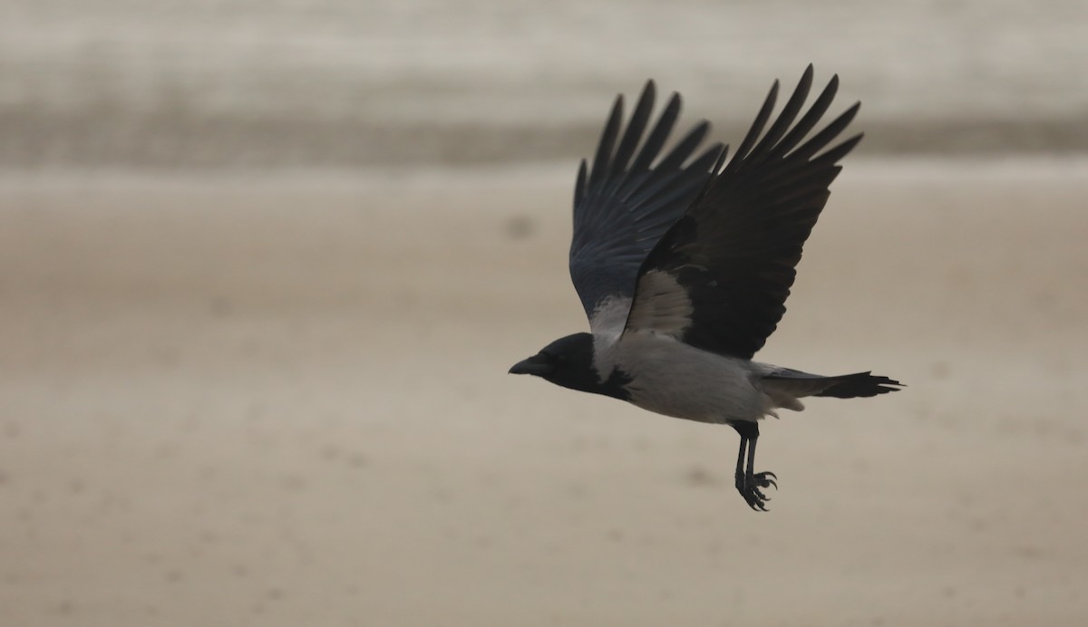 עורב אפור - ML645807102