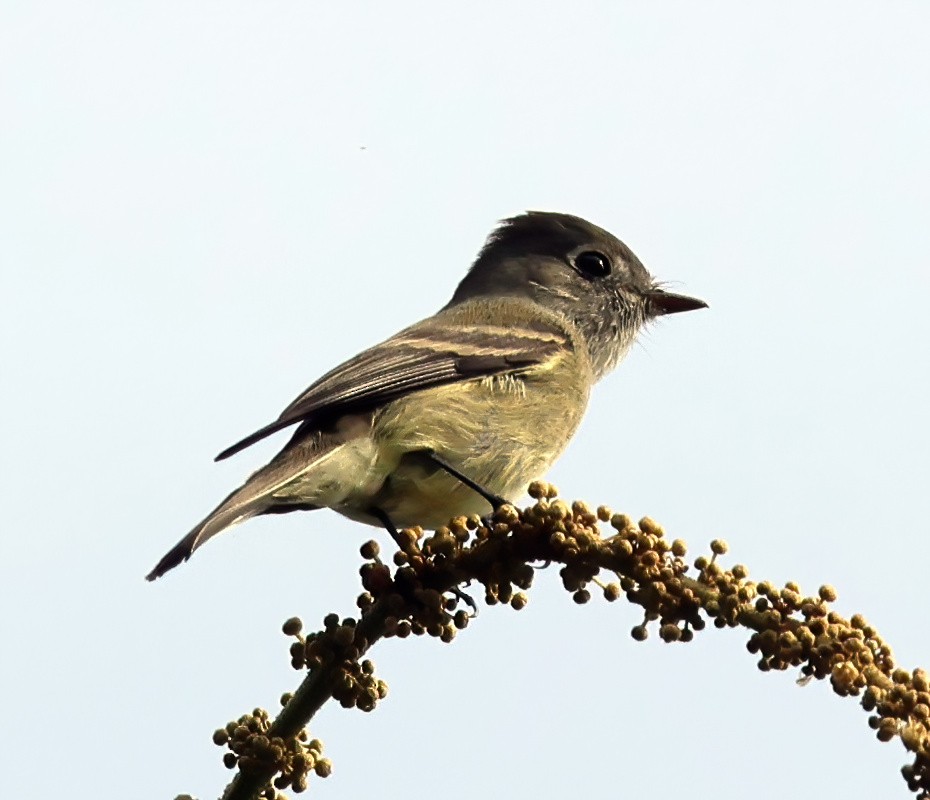Hammond's Flycatcher - ML645807103
