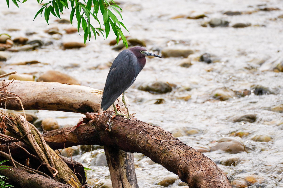 Little Blue Heron - ML645807112