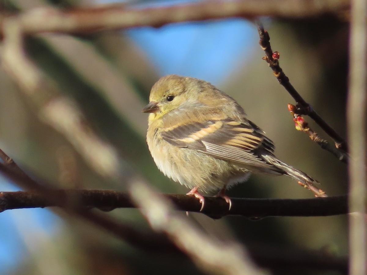 čížek žlutý - ML645807117