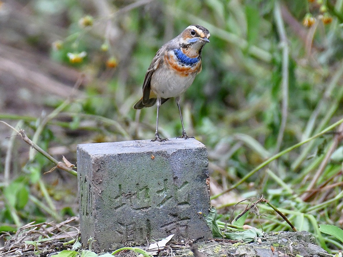 Bluethroat - ML645807119
