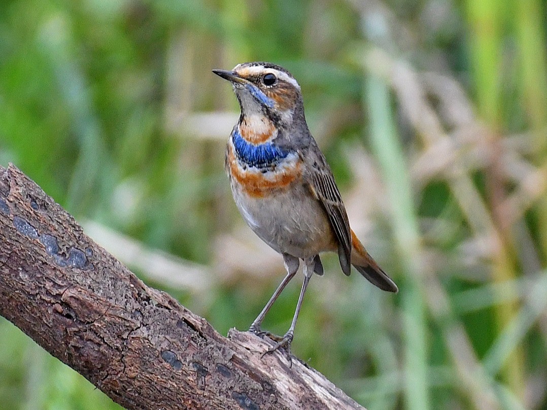 Bluethroat - ML645807120