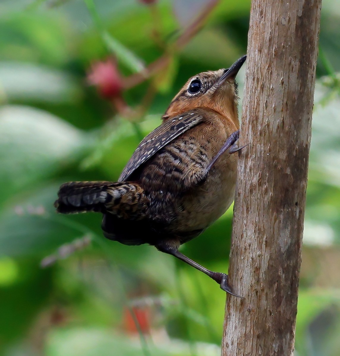 Rufous-browed Wren - ML645807122