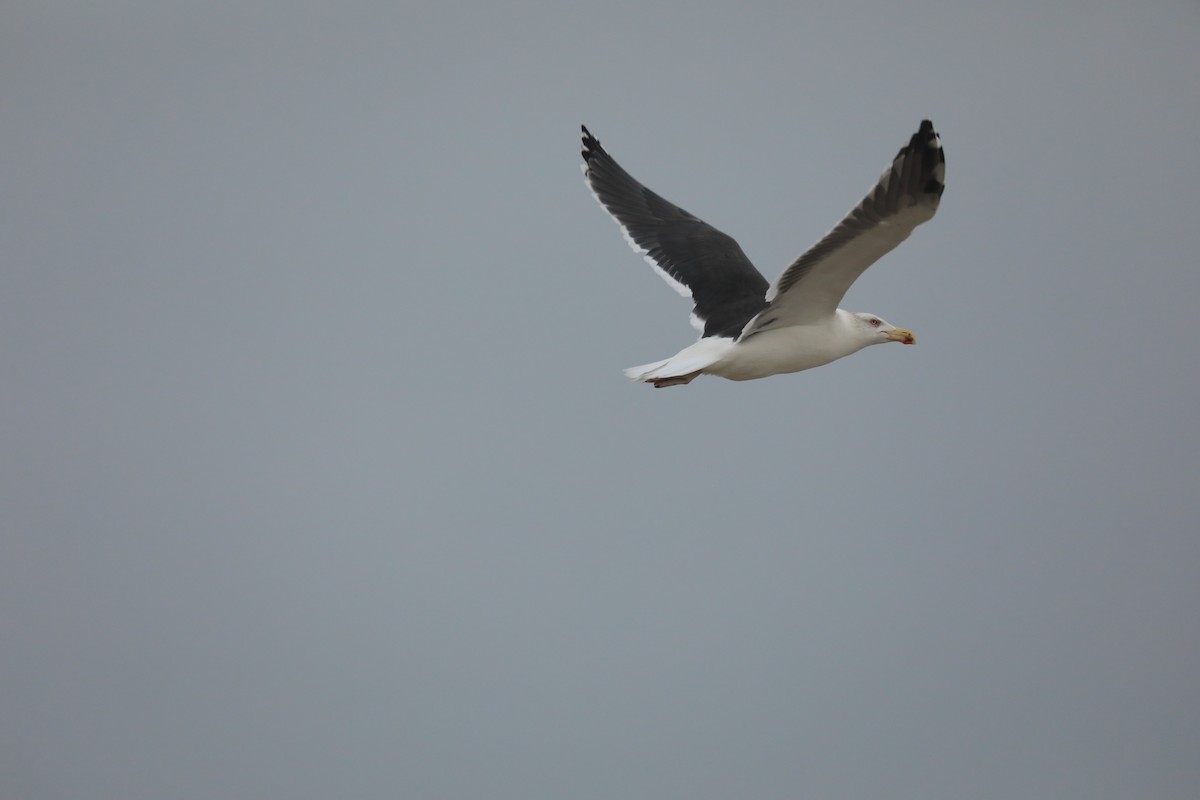 Great Black-backed Gull - ML645807124