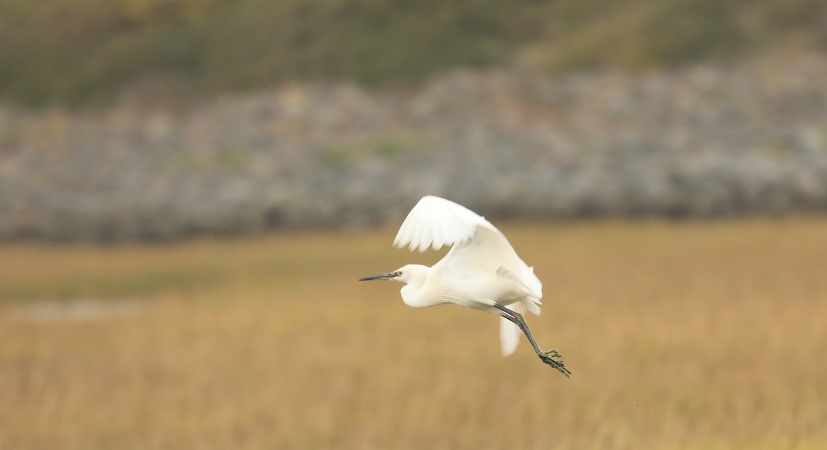 Little Egret - ML645807127