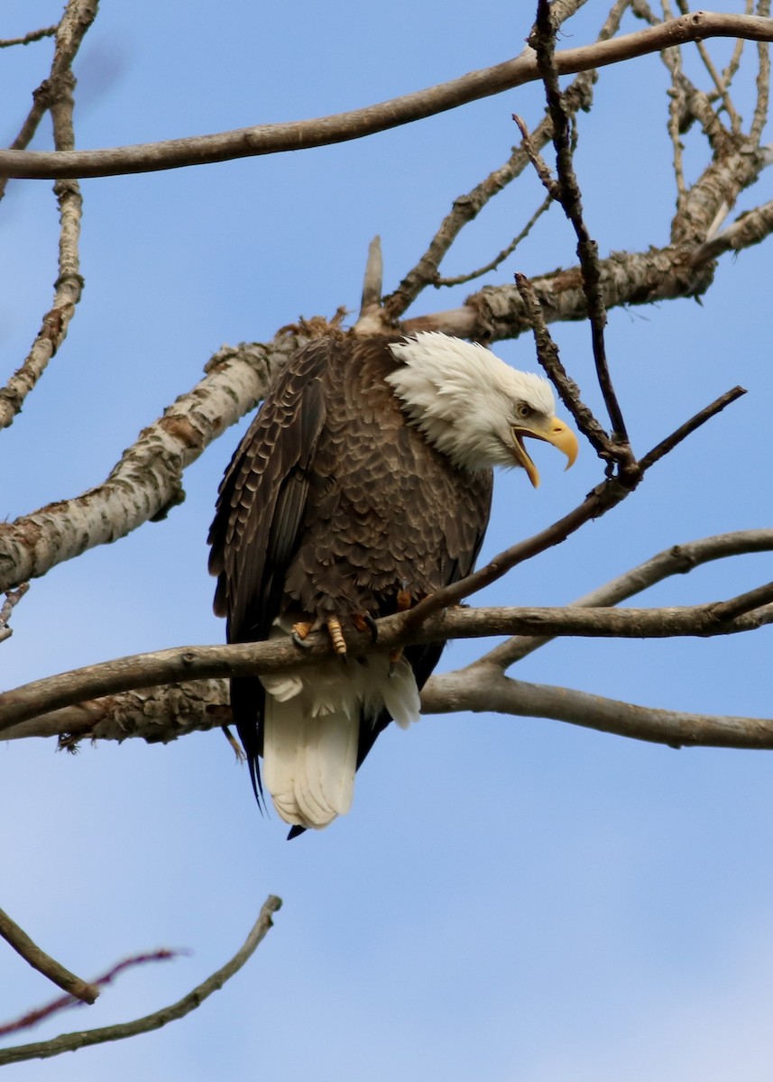 Pigargo Americano - ML645807136