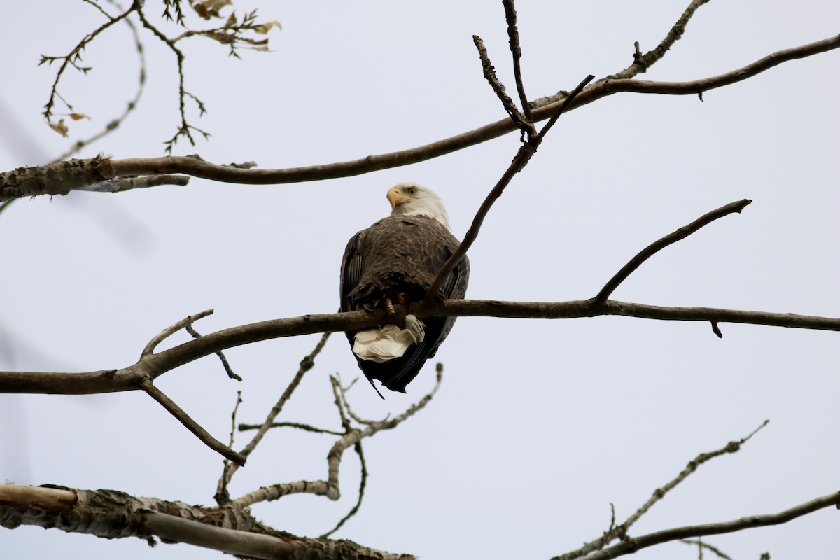 Pigargo Americano - ML645807137