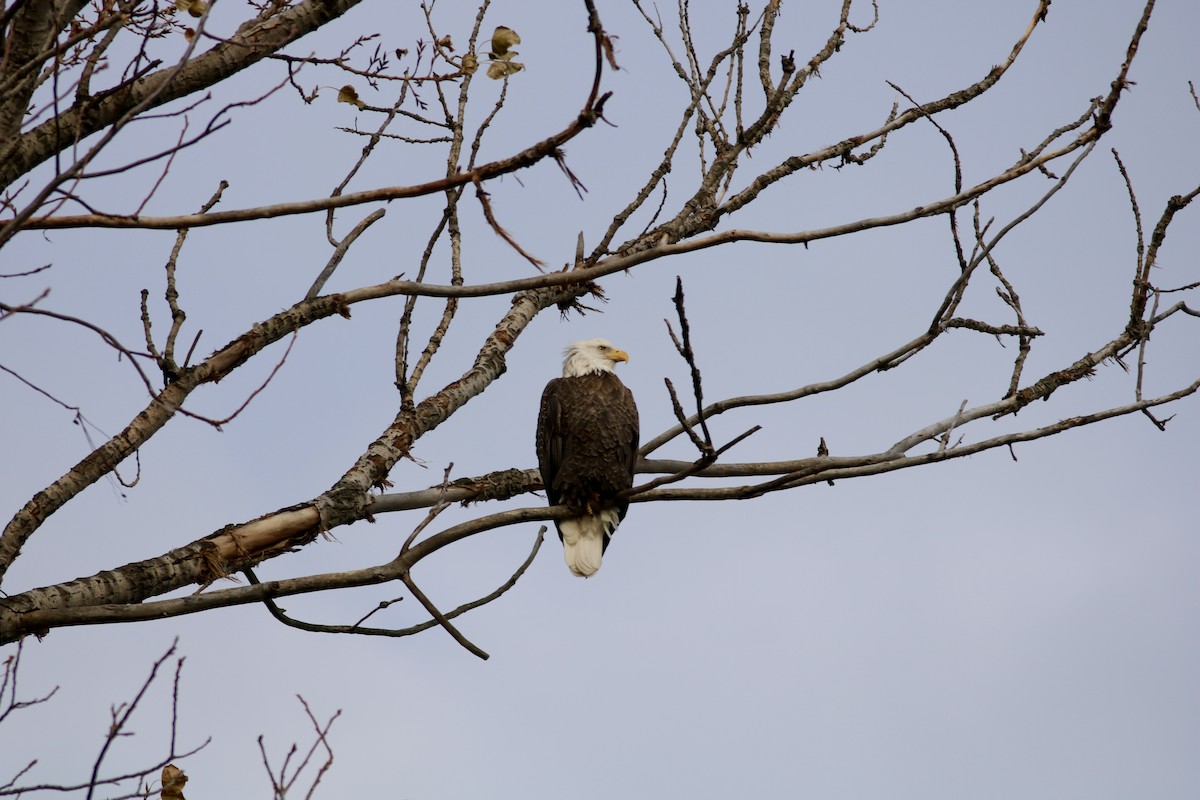 Pigargo Americano - ML645807138