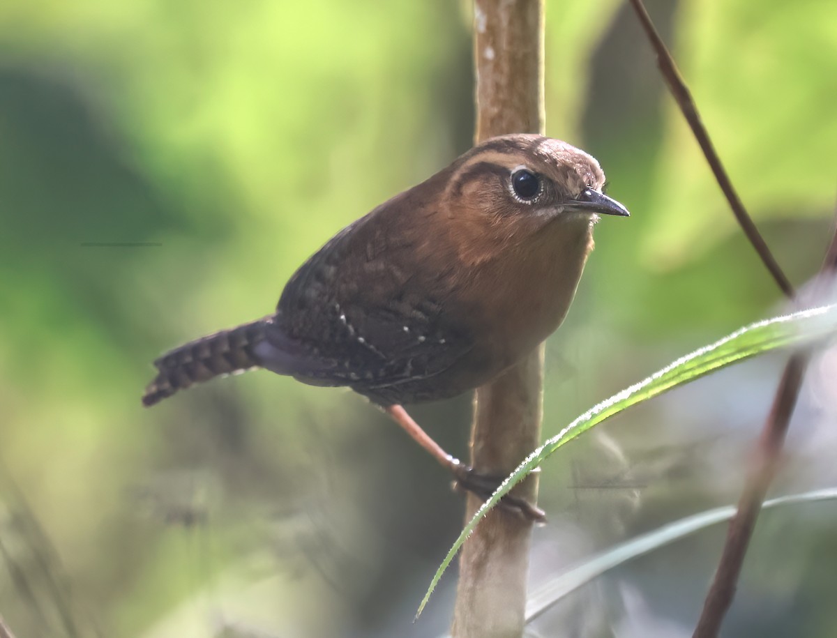 Rufous-browed Wren - ML645807139