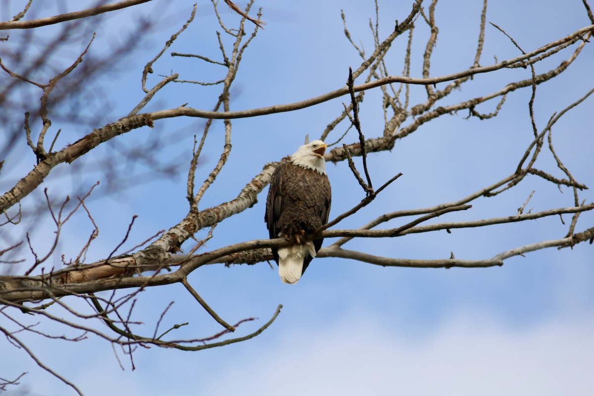 Pigargo Americano - ML645807140