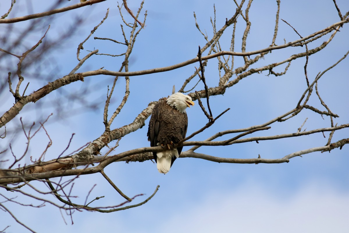 Pigargo Americano - ML645807141