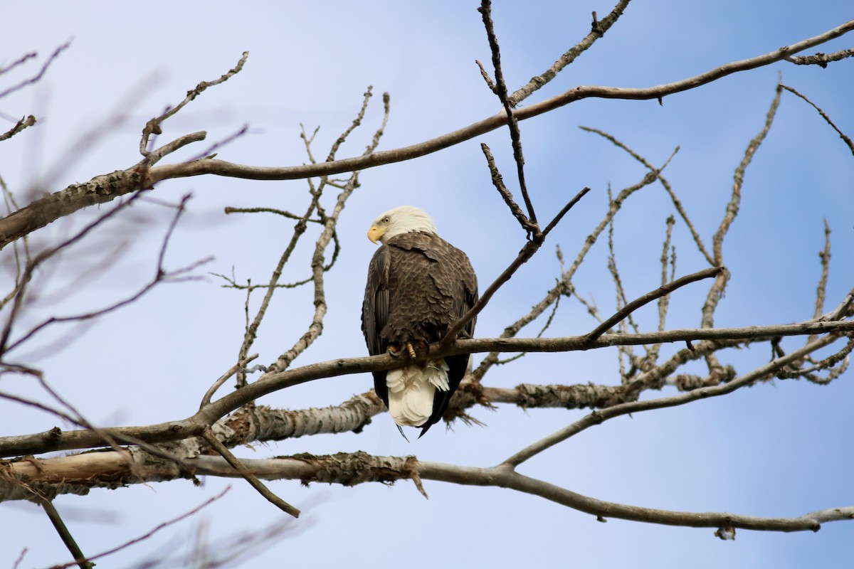 Pigargo Americano - ML645807142