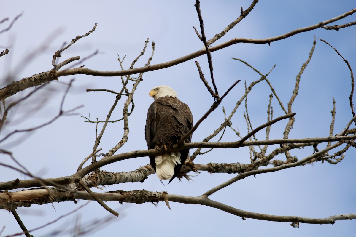 Pigargo Americano - ML645807143