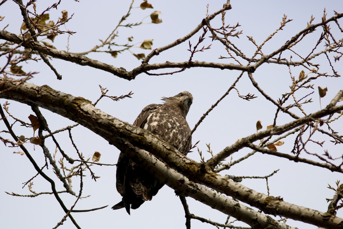 Pigargo Americano - ML645807144