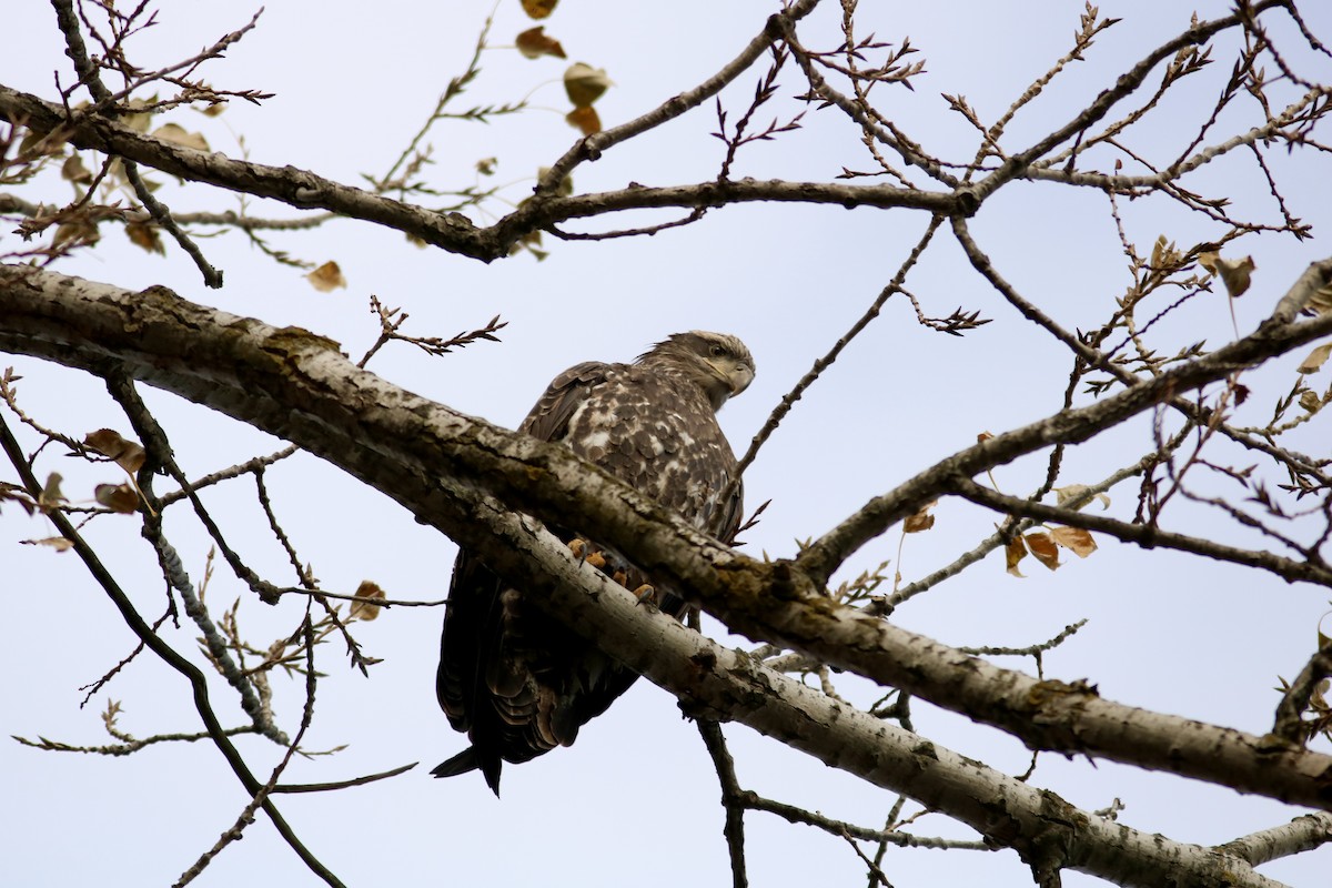 Pigargo Americano - ML645807146