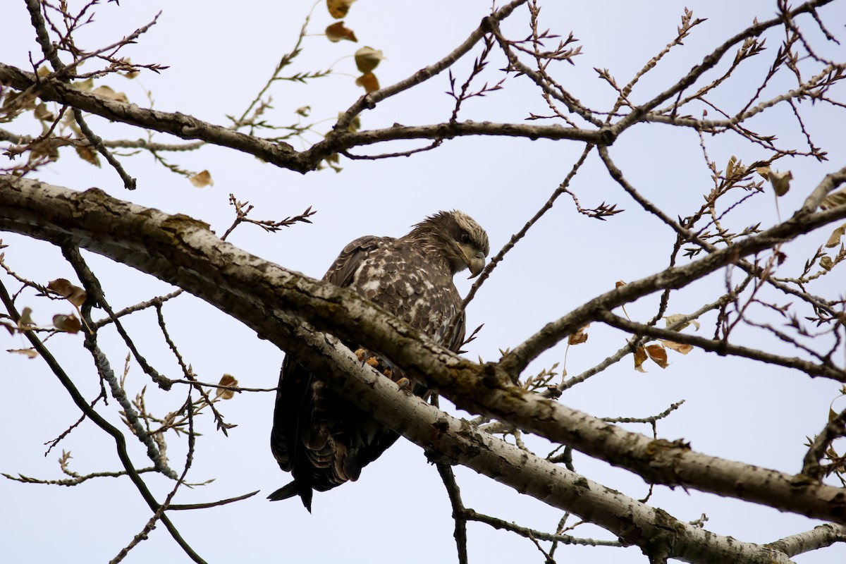 Pigargo Americano - ML645807147