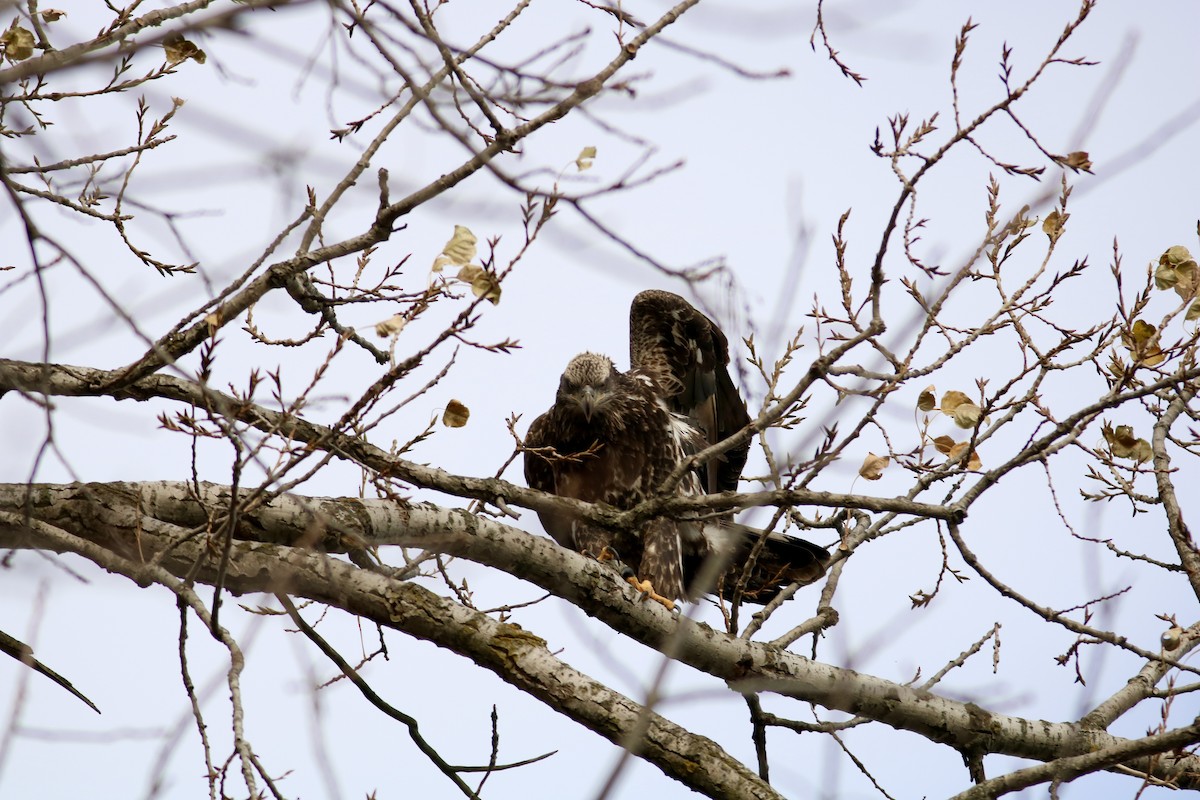 Pigargo Americano - ML645807148