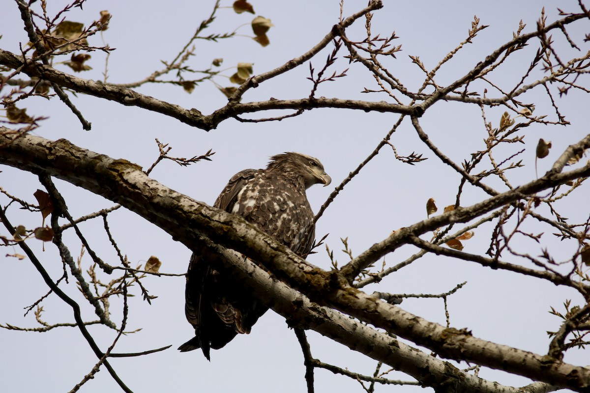 Pigargo Americano - ML645807149