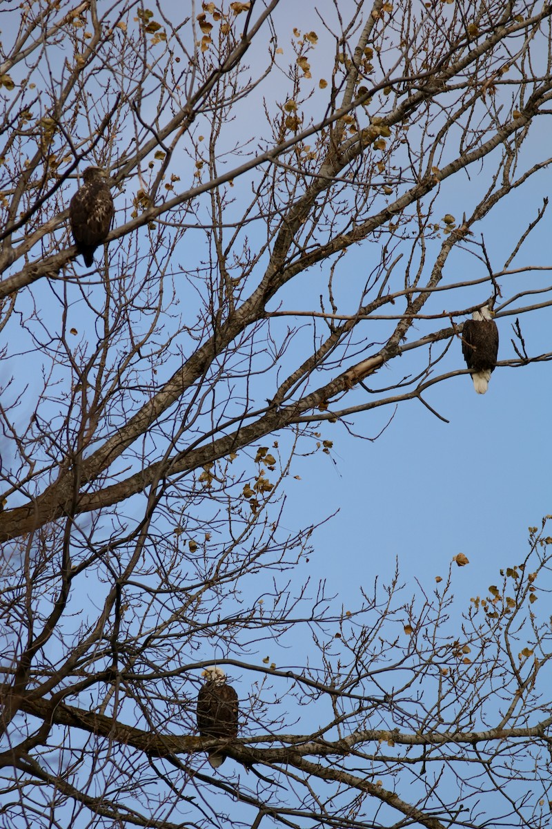 Pigargo Americano - ML645807150