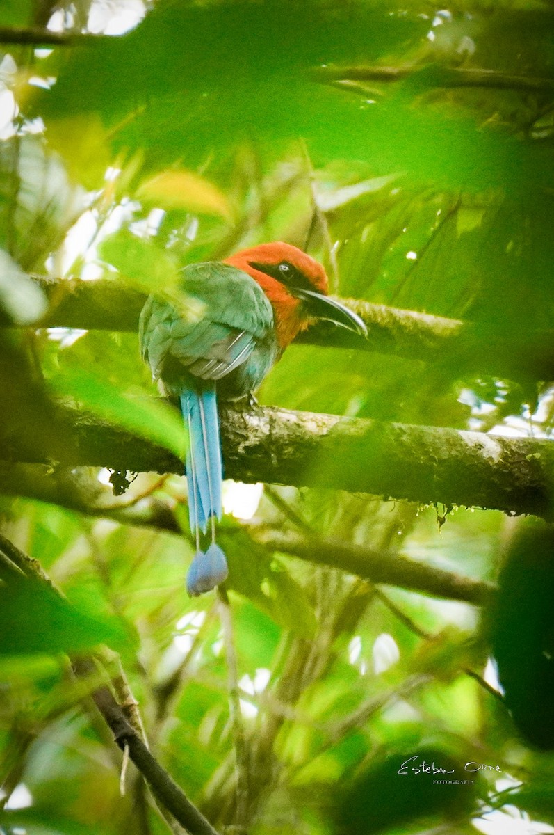 Broad-billed Motmot - ML645807157