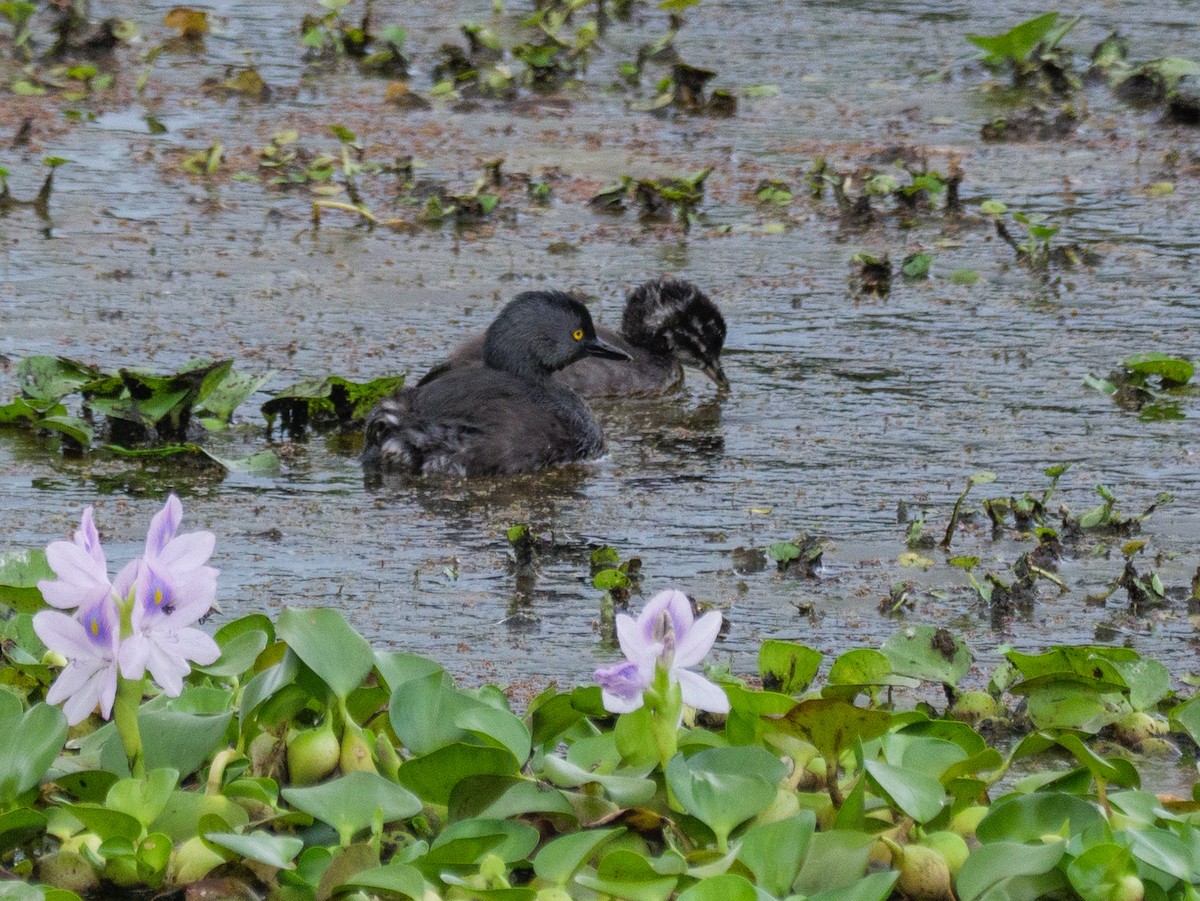 Least Grebe - ML645807173