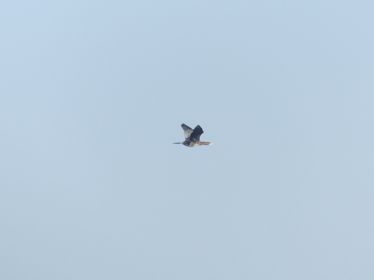 Pygmy Cormorant - ML645807175