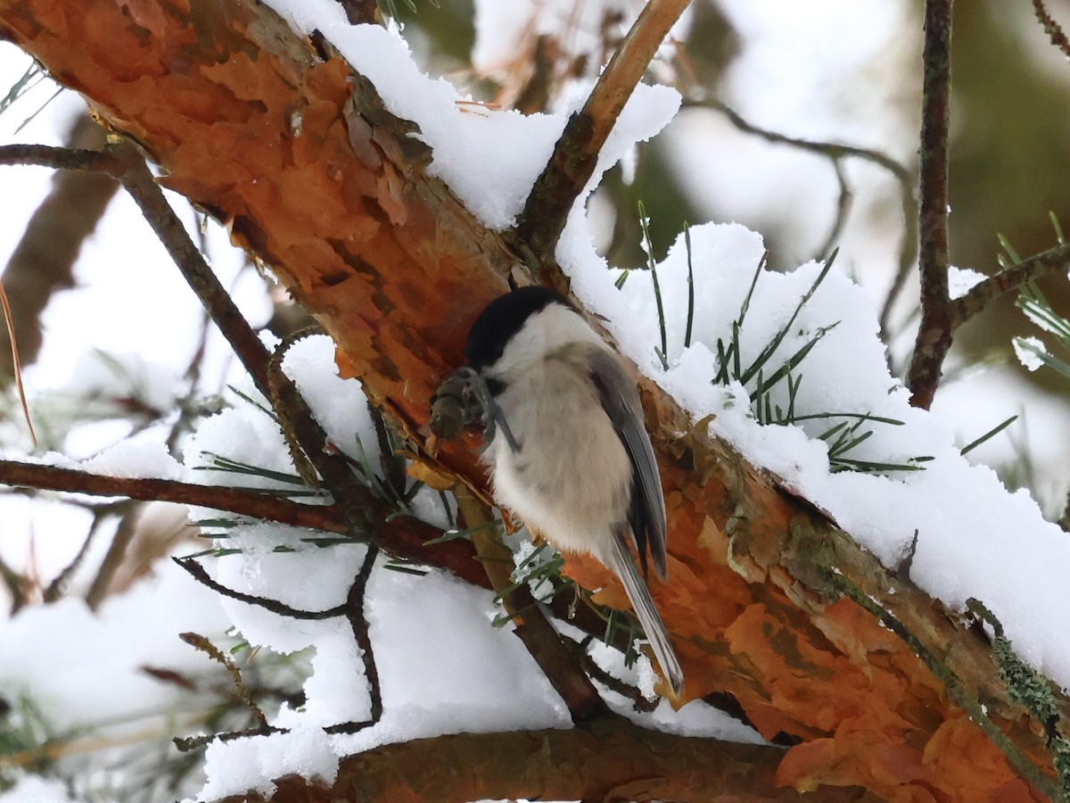 Пухляк - ML645807182