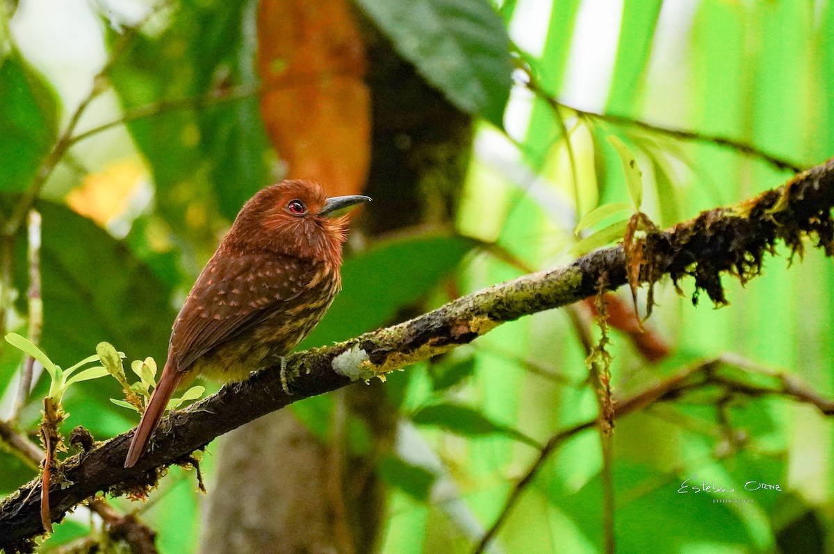 White-whiskered Puffbird - ML645807185