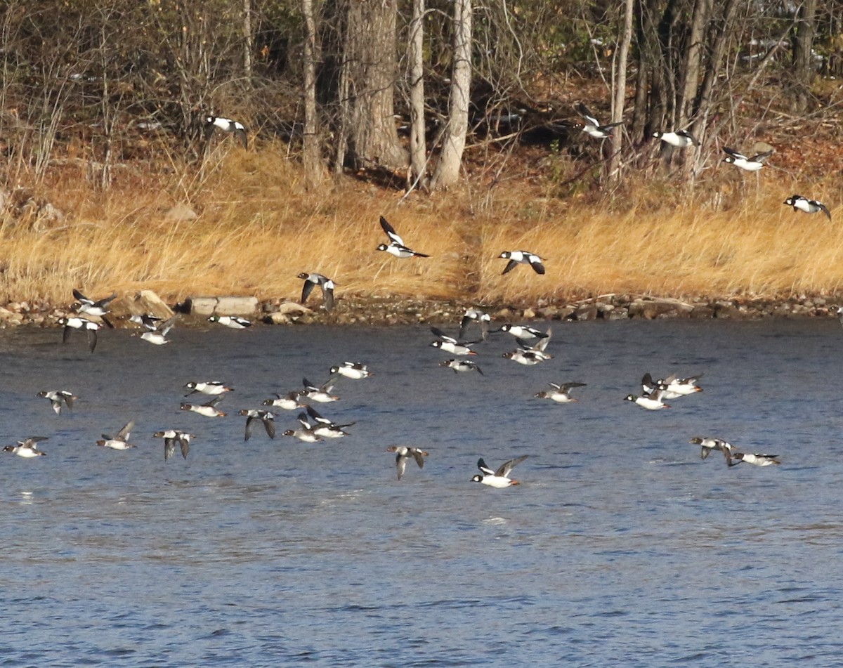 hohol severní - ML645807200