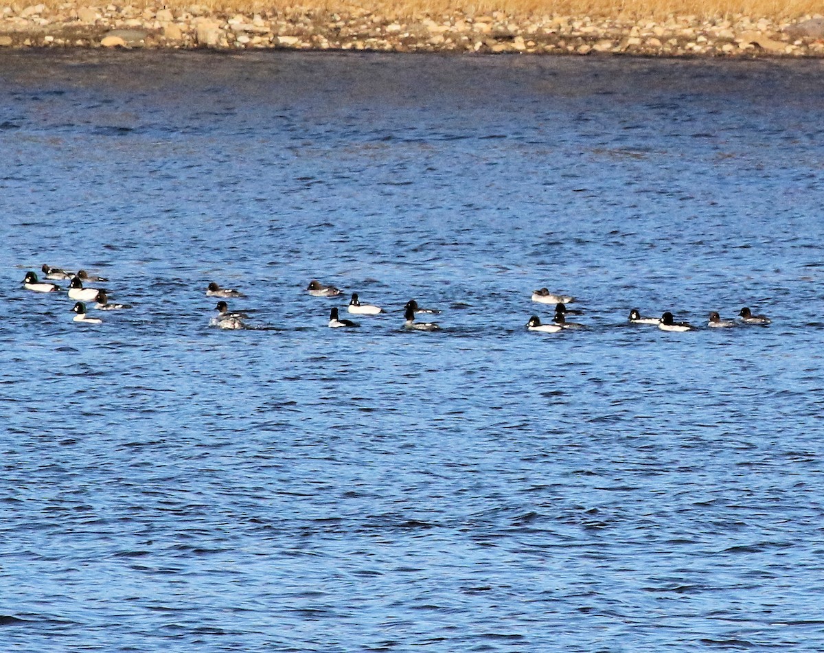 hohol severní - ML645807201